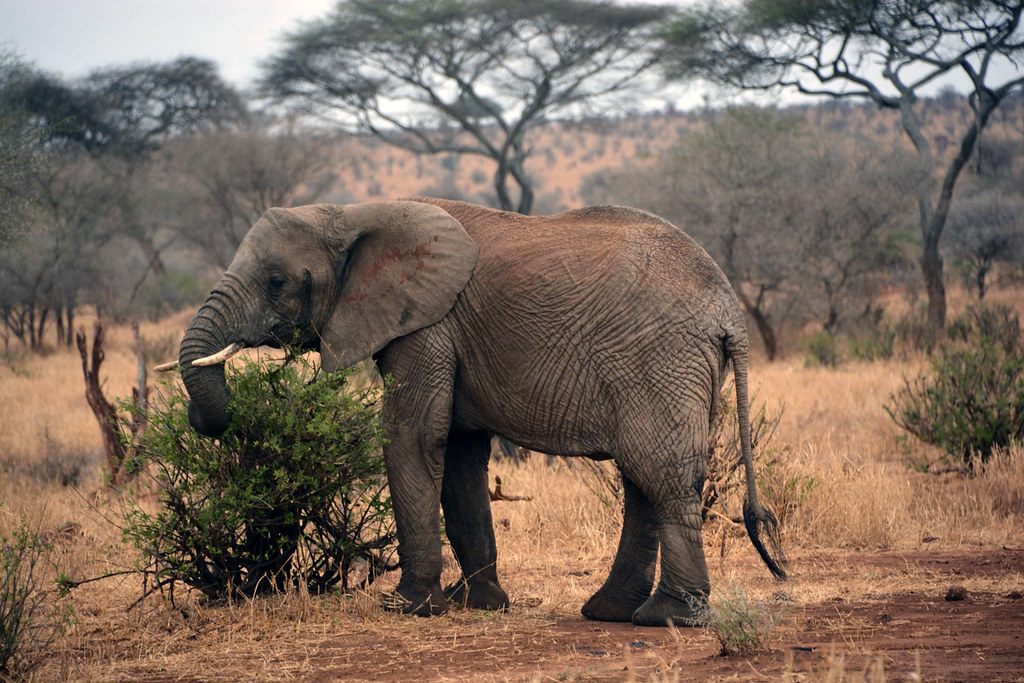 Tanzania